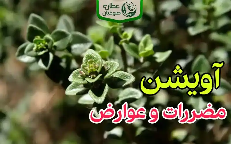 مضررات و عوارض آویشن