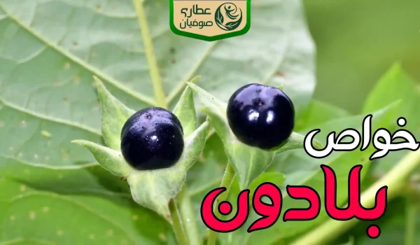 خواص گیاه بلادون یا شابیزک