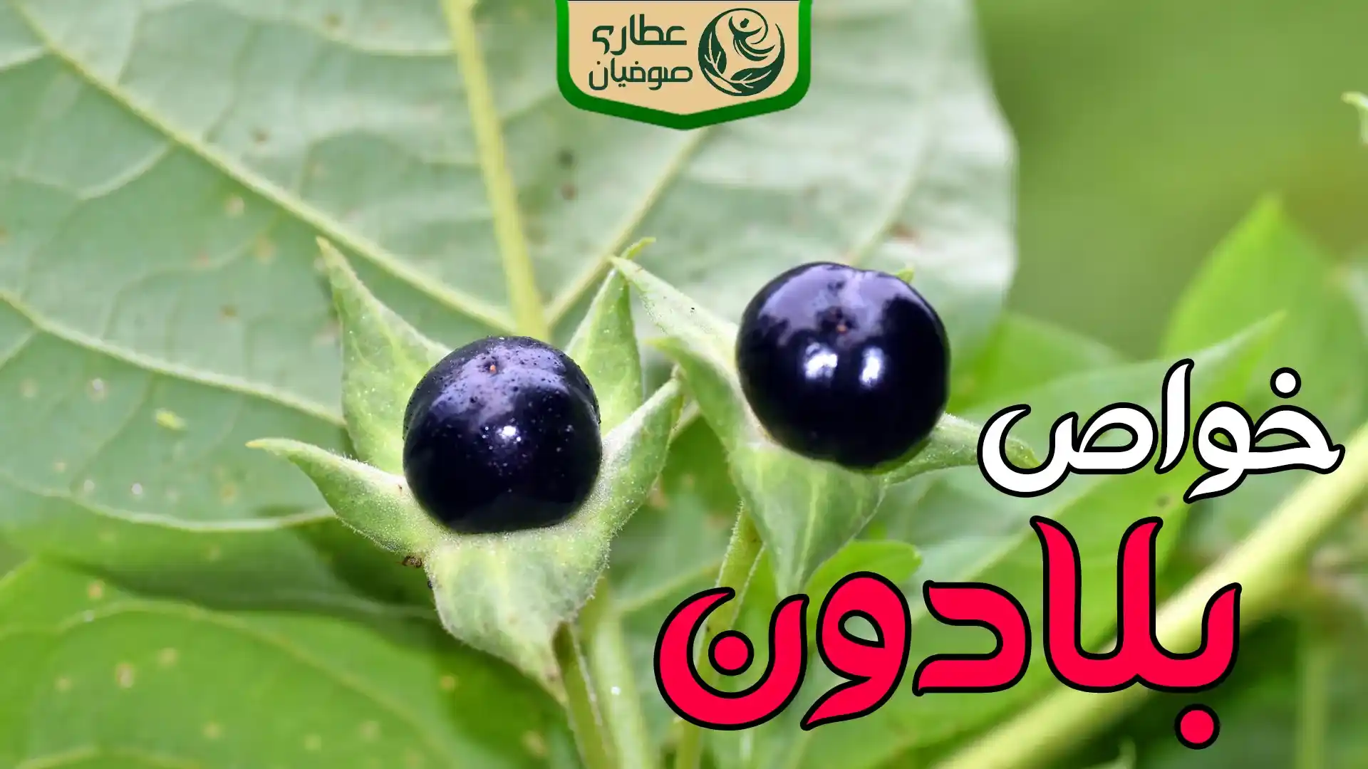 خواص گیاه بلادون یا شابیزک