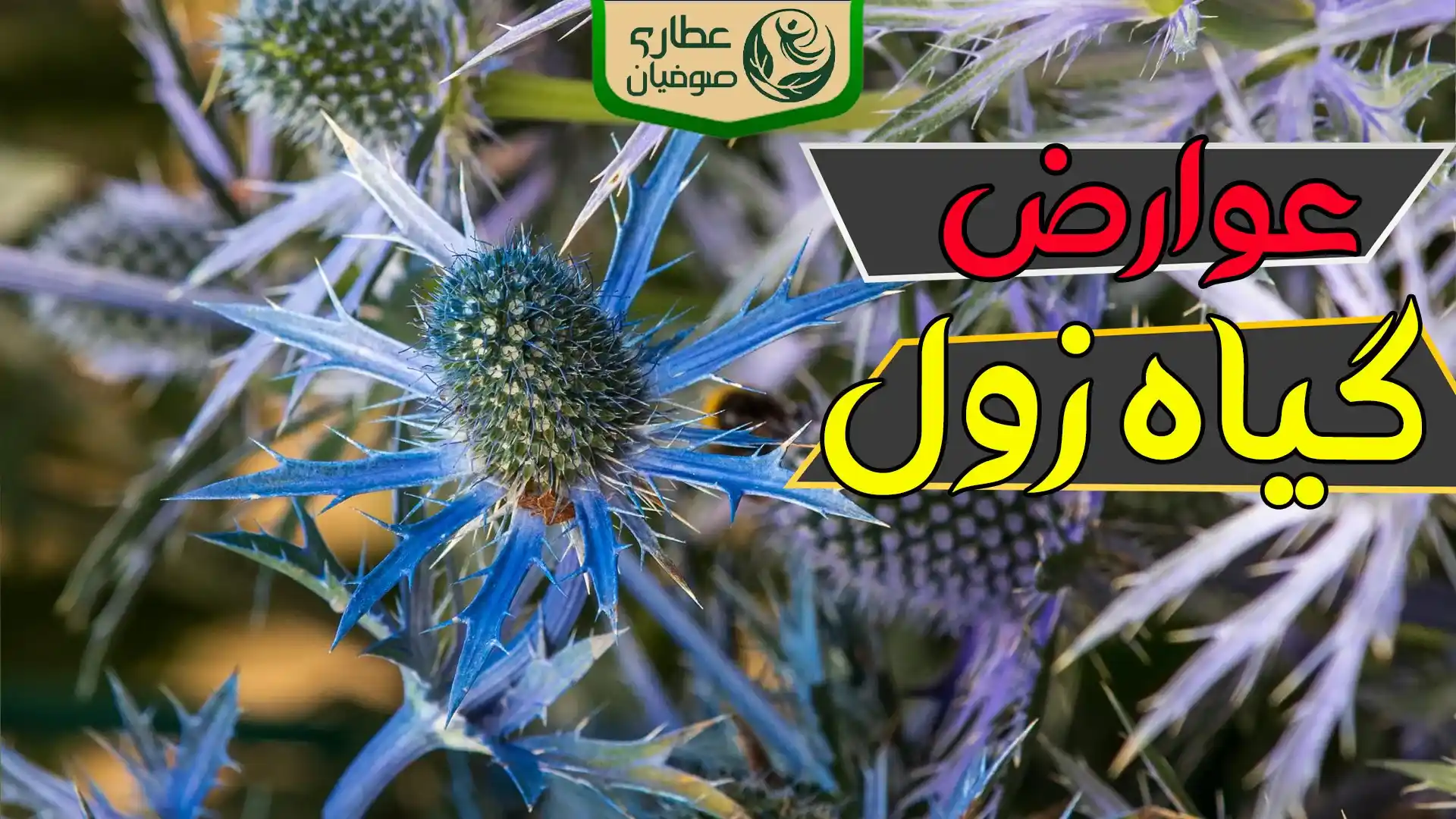 عوارض گیاه زول