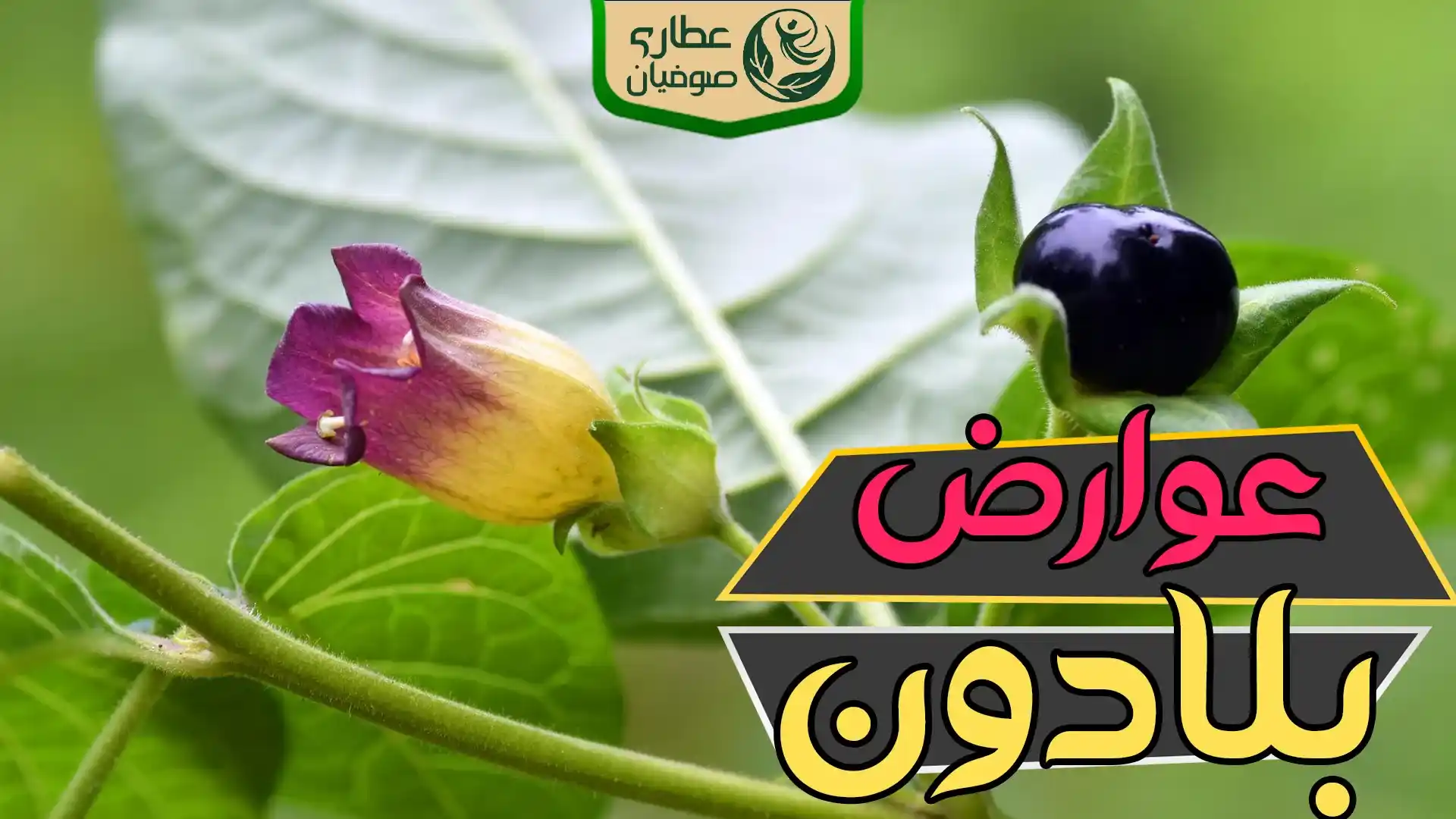 عوارض گیاه بلادون