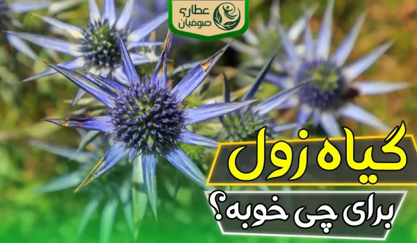 گیاه زول برای چی خوبه