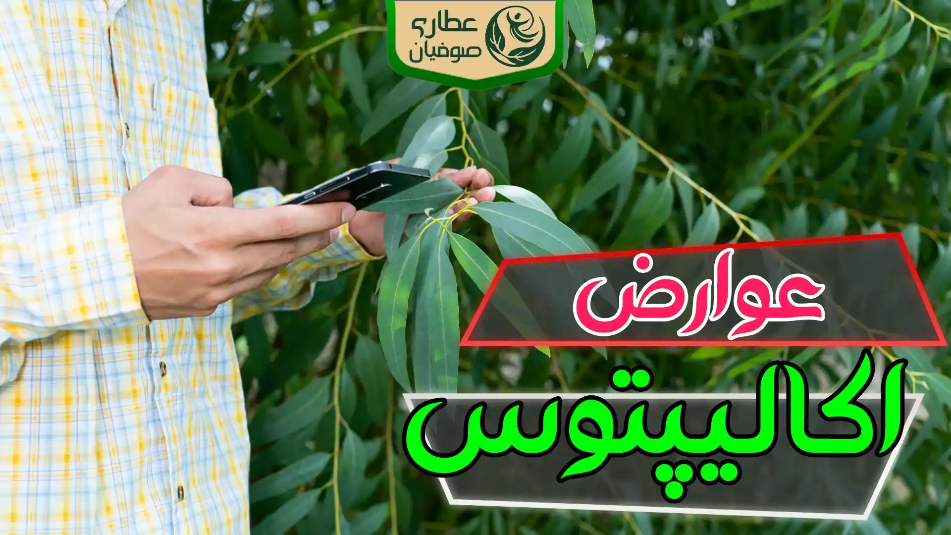 روغن اکالیپتوس