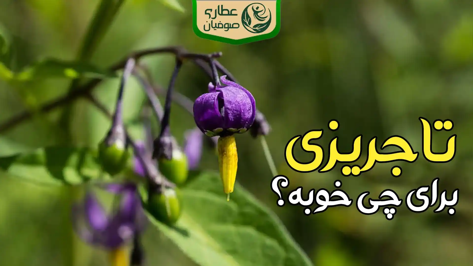 تاجریزی برای چی خوبه