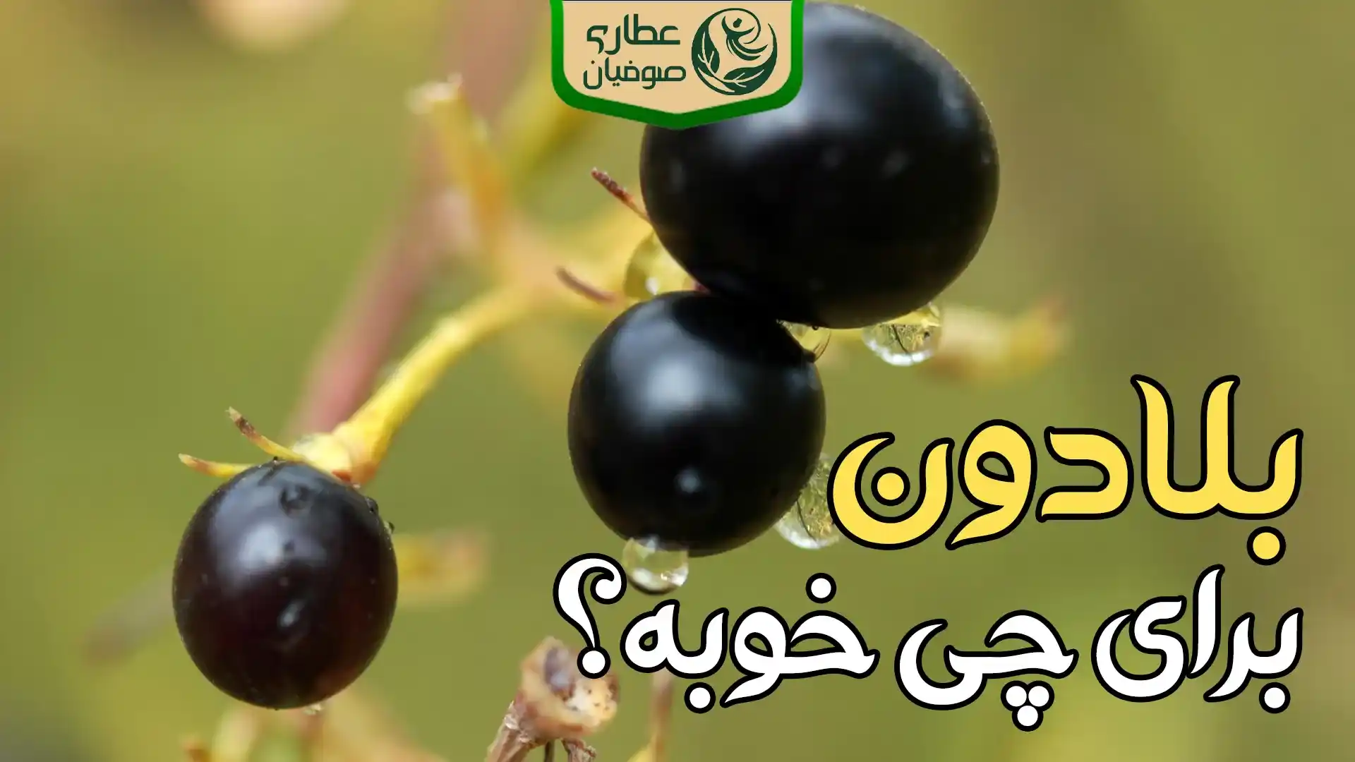 خواص گیاه بلادون برای چی خوبه