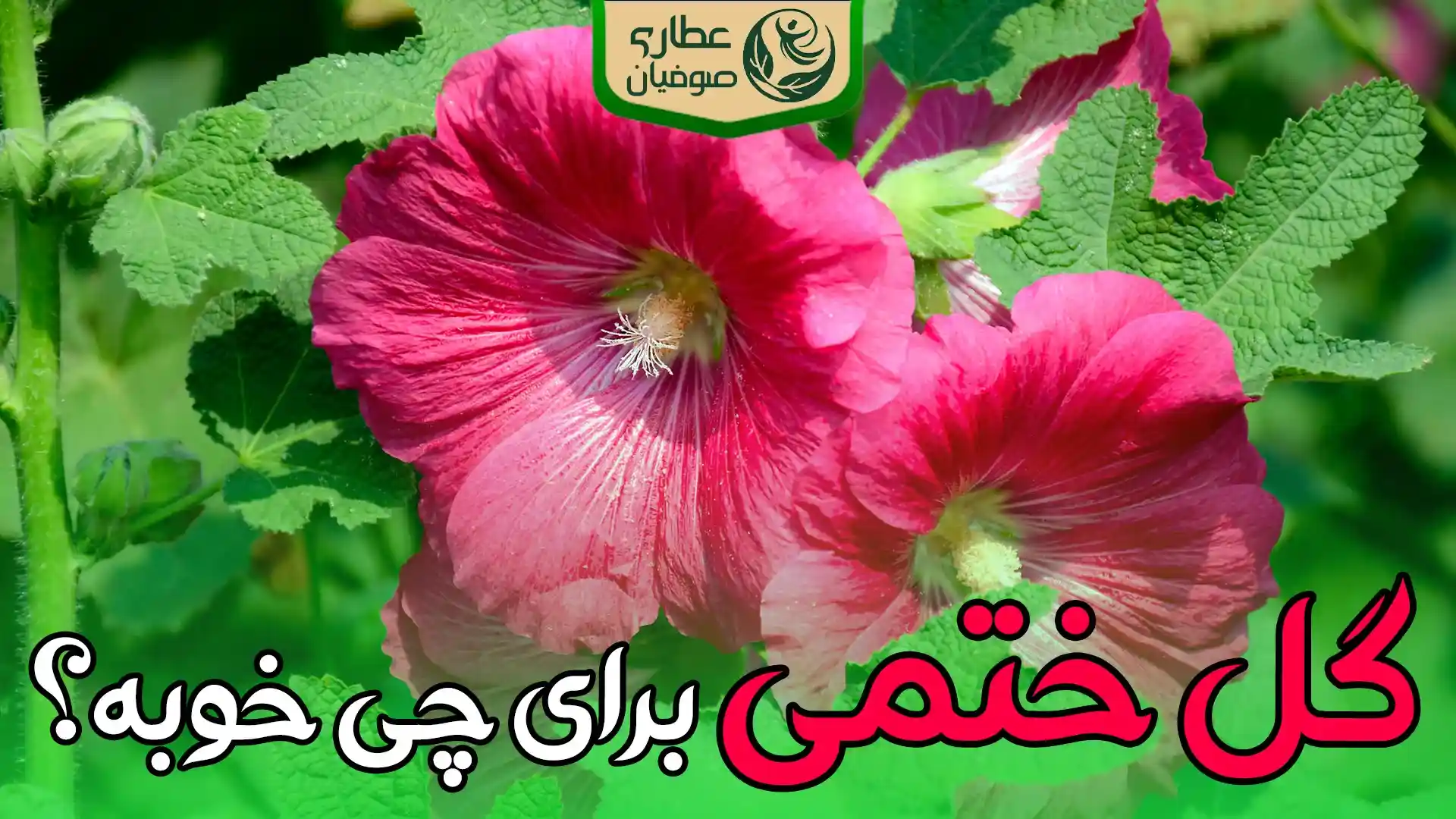 خواص گل ختمی برای چی خوبه